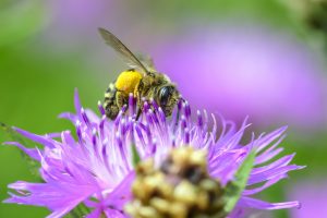 Die Fotos zeigen eine Hosenbiene auf der Blüte einer Flockenblume und stammen von Jürgen Eickmann. Quelle: Dr. Martin Bollmeier, Förderverein Naturschutzgebiet Riddagshausen e. V.
